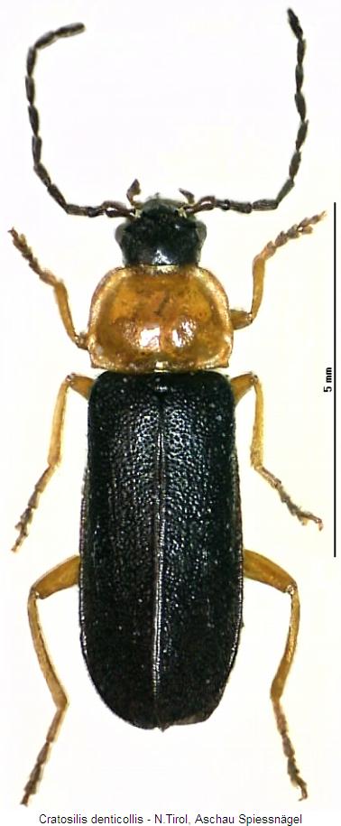 cratosilis_denticollis_hab.jpg