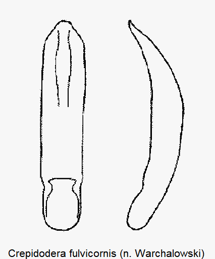 crepidodera_fulvicornis.gif