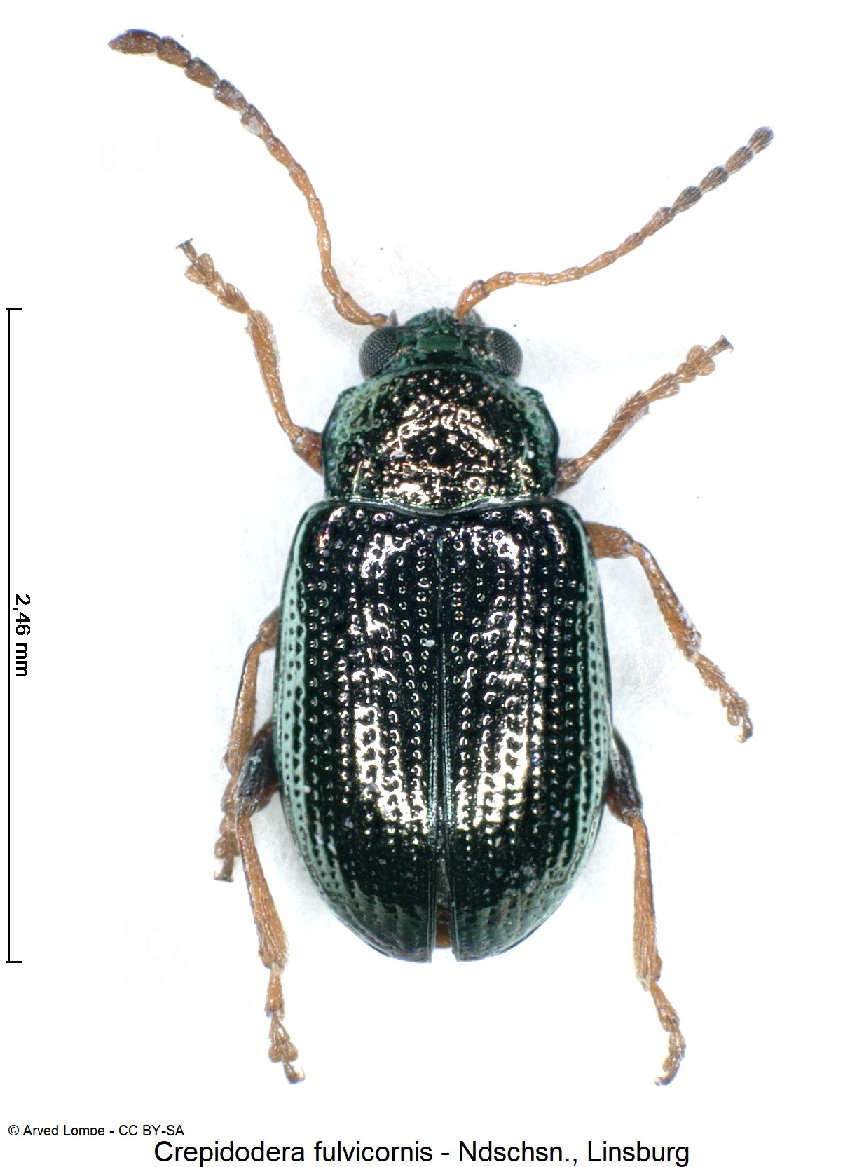 crepidodera_fulvicornis_ck12354_hab.jpg
