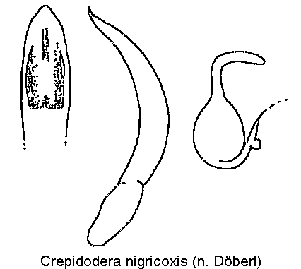 crepidodera_nigricoxis.gif