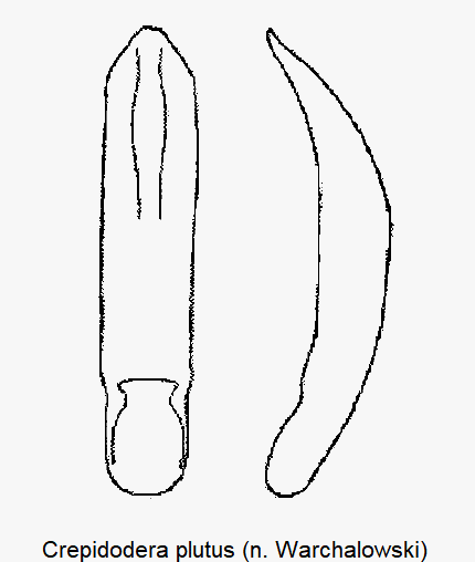 crepidodera_plutus.gif