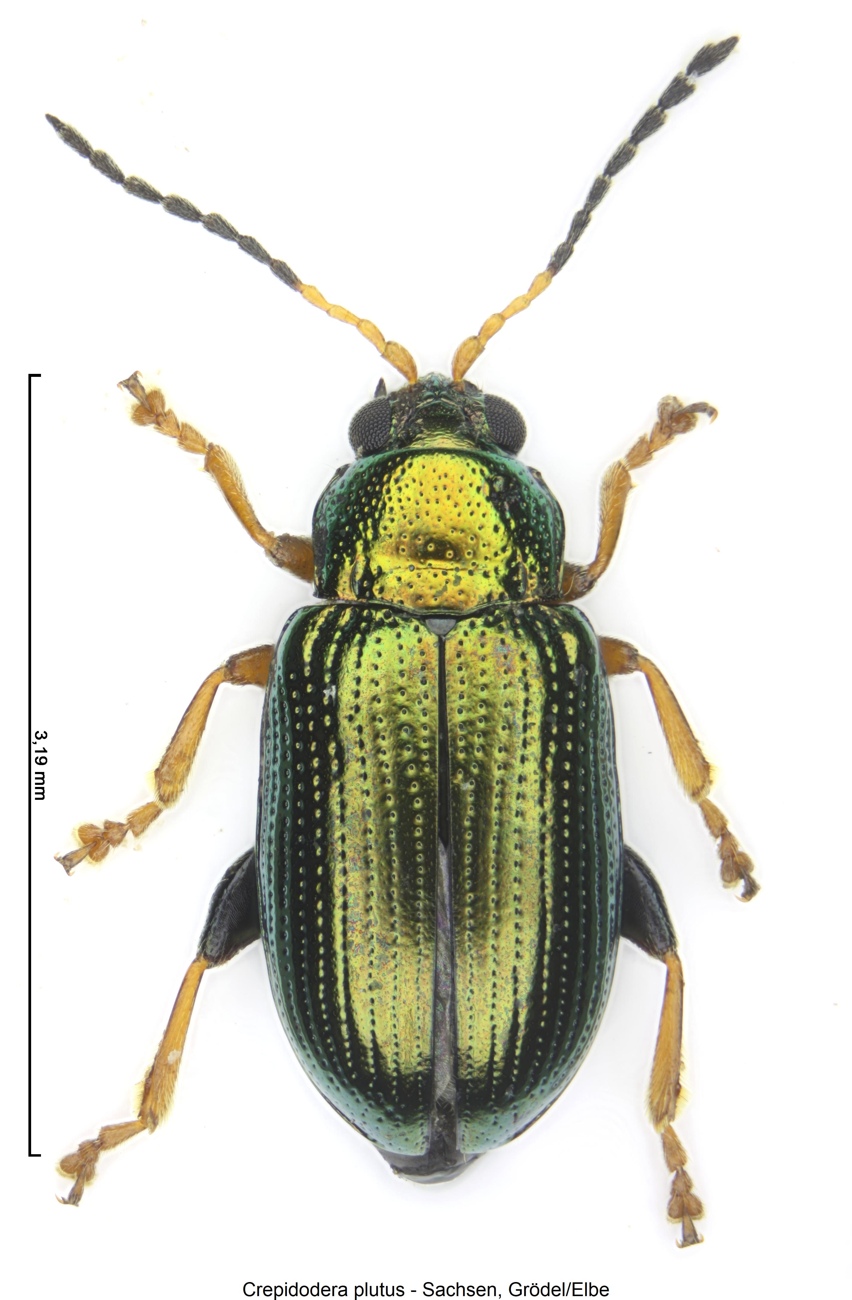 crepidodera_plutus_hab1.jpg