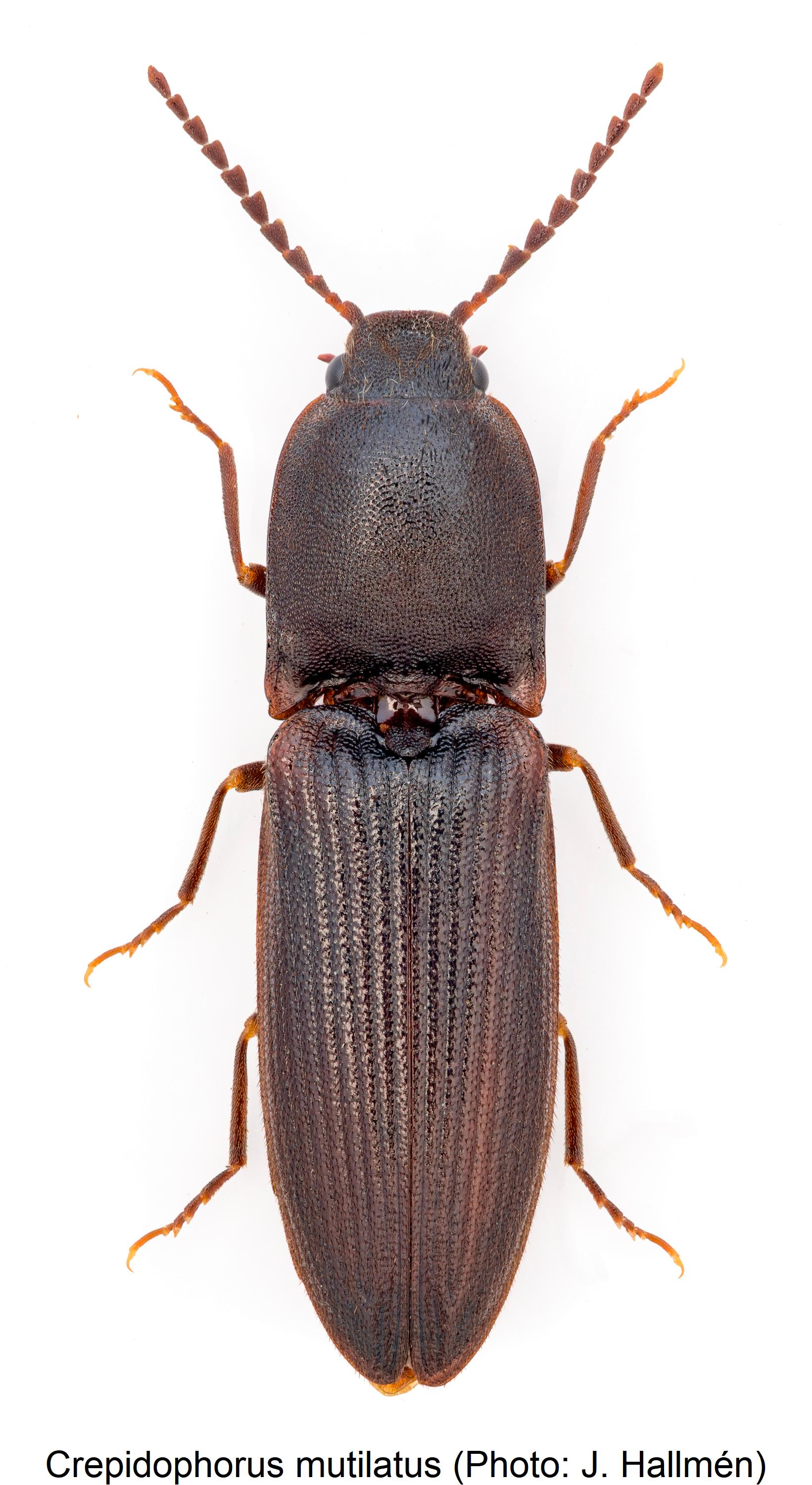 crepidophorus_mutilatus_hab.jpg