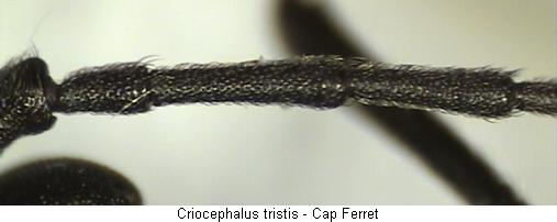 criocephalus_tristis_fhlr.jpg