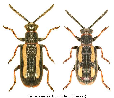 crioceris_macilenta.jpg