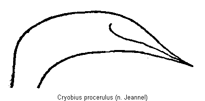 cryobius_procerulus.gif