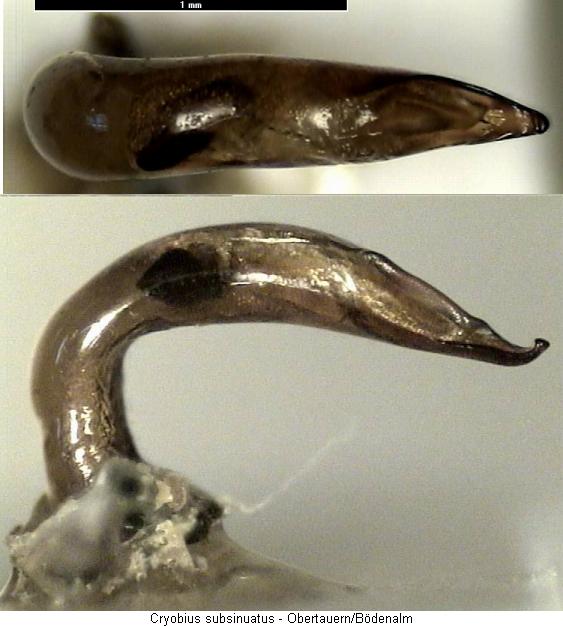 cryobius_subsinuatus.jpg