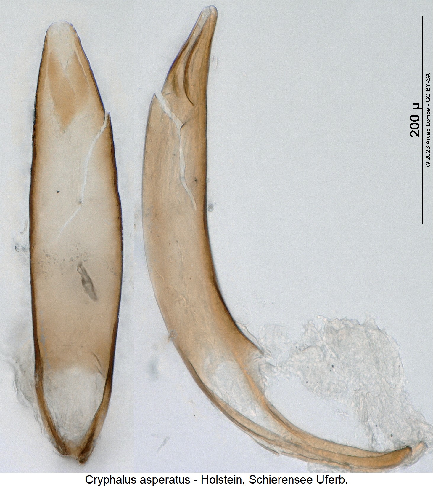 cryphalus_asperatus.jpg