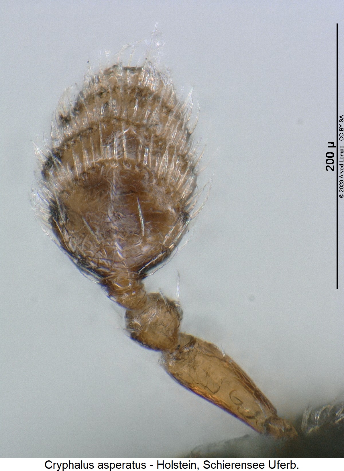 cryphalus_asperatus_f.jpg