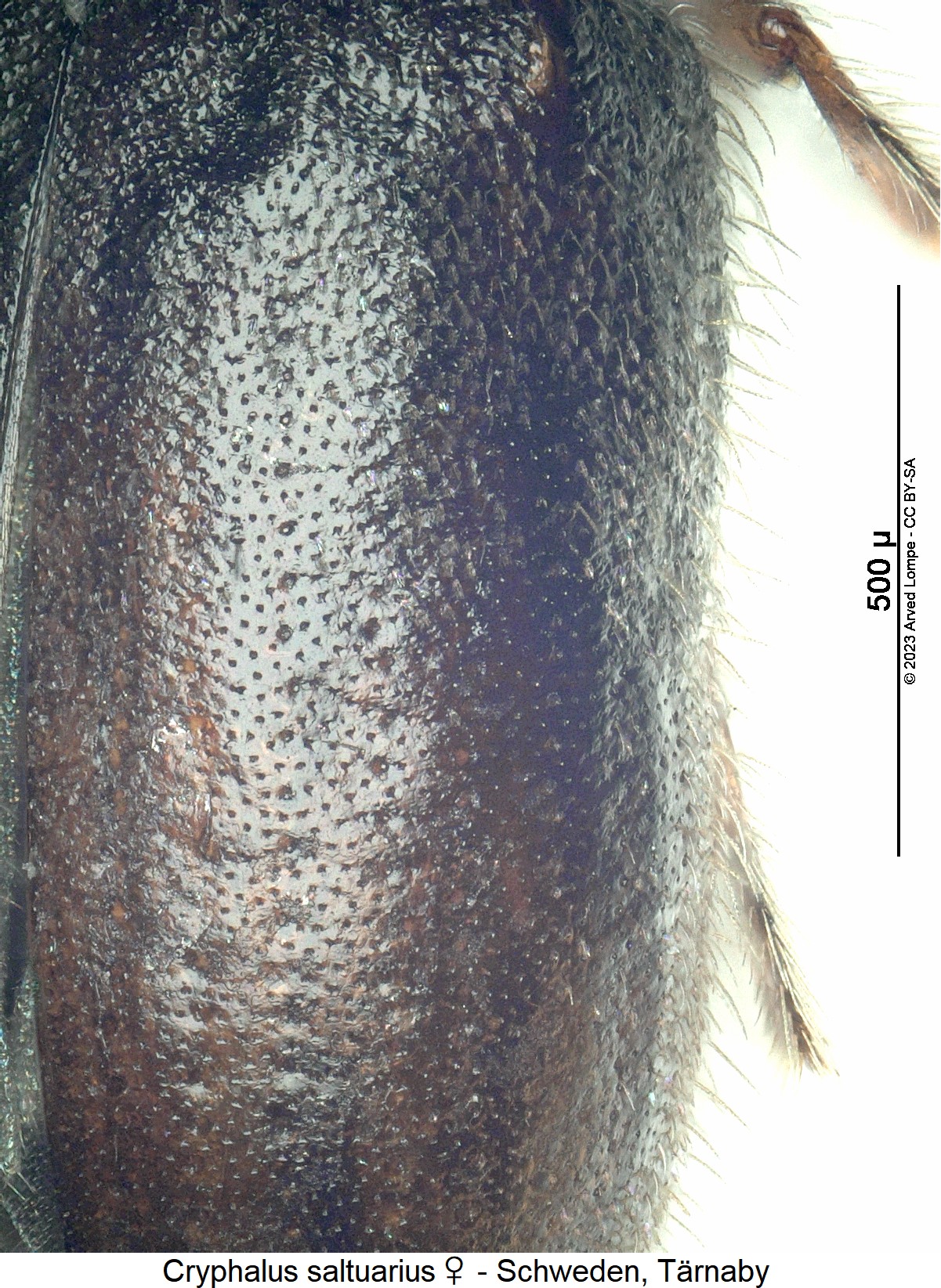 cryphalus_saltuarius_w_fld1.jpg