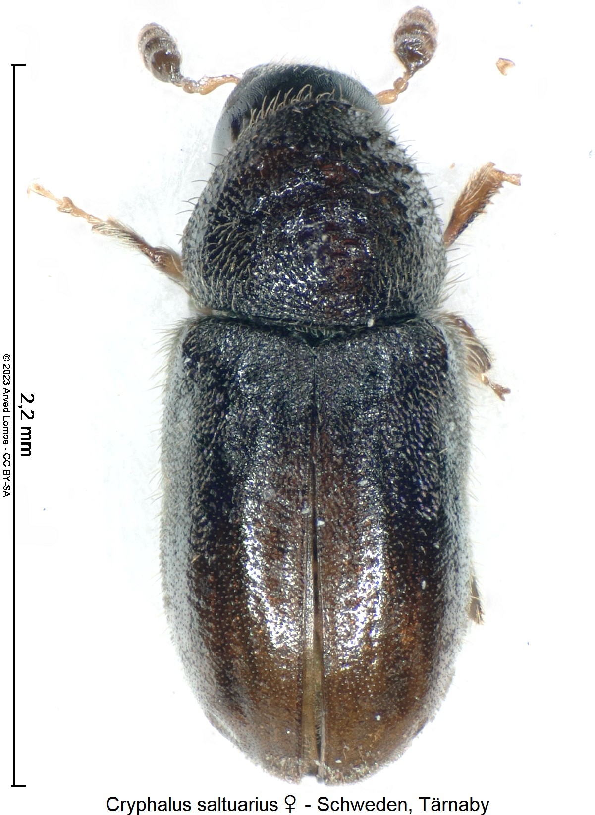 cryphalus_saltuarius_w_hab.jpg
