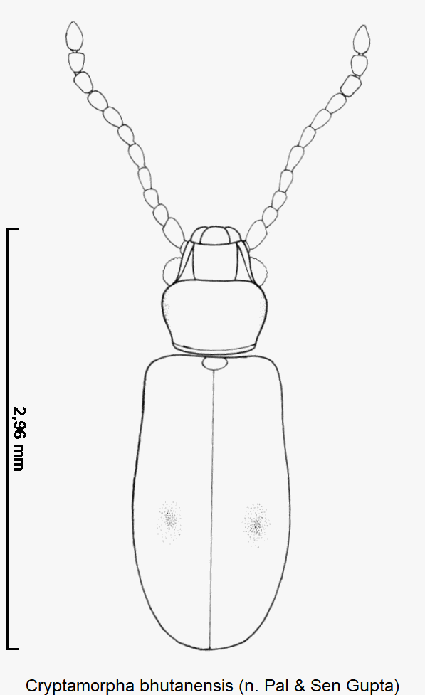 cryptamorpha_bhutanensis_hab.gif
