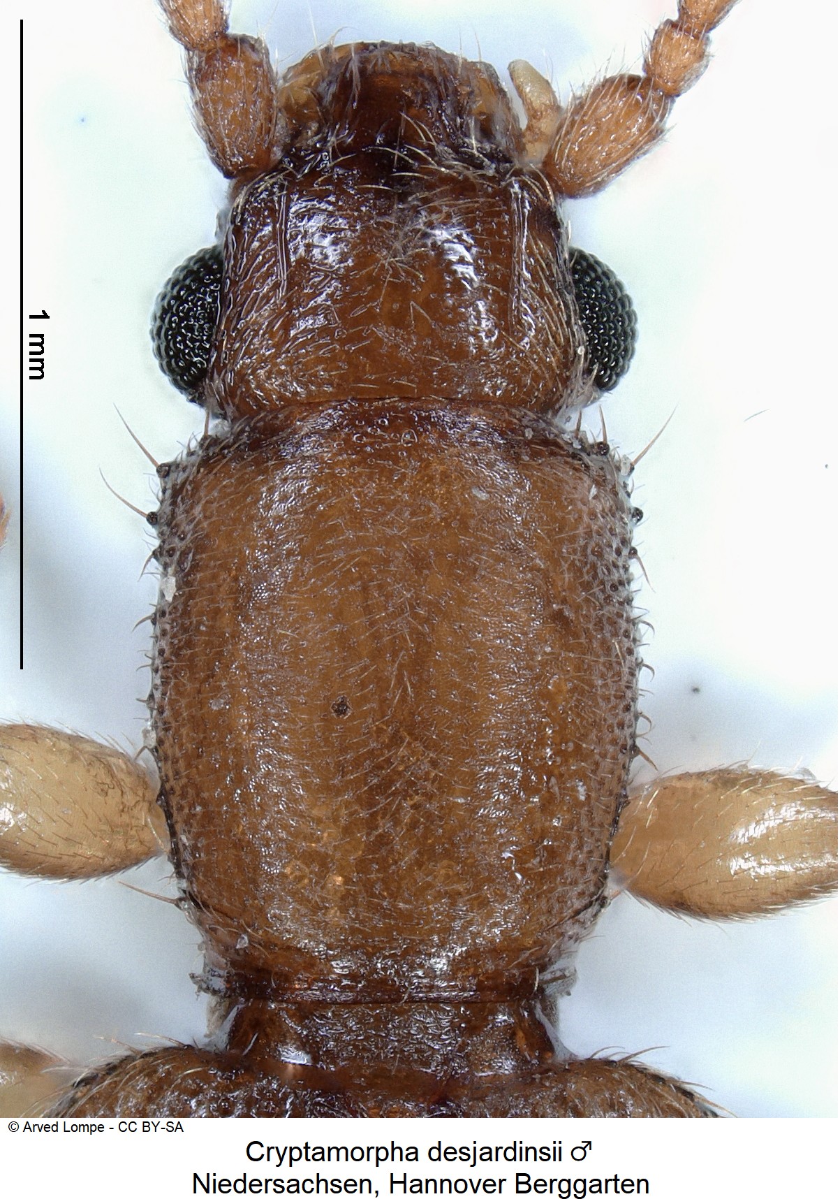 cryptamorpha_desjardinsii_m_ck36236371_vk.jpg