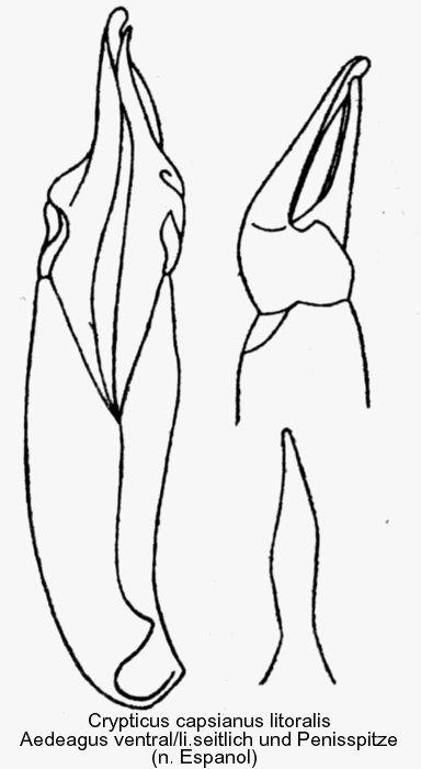 crypticus_capsianus_littoralis_aed.gif