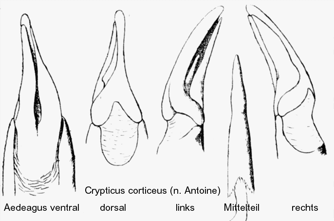 crypticus_corticeus_aed.gif