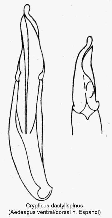 crypticus_dactylispinus_aed.gif