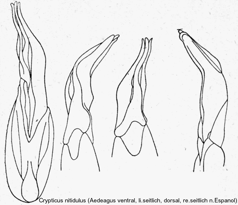 crypticus_nitidulus_aed.gif