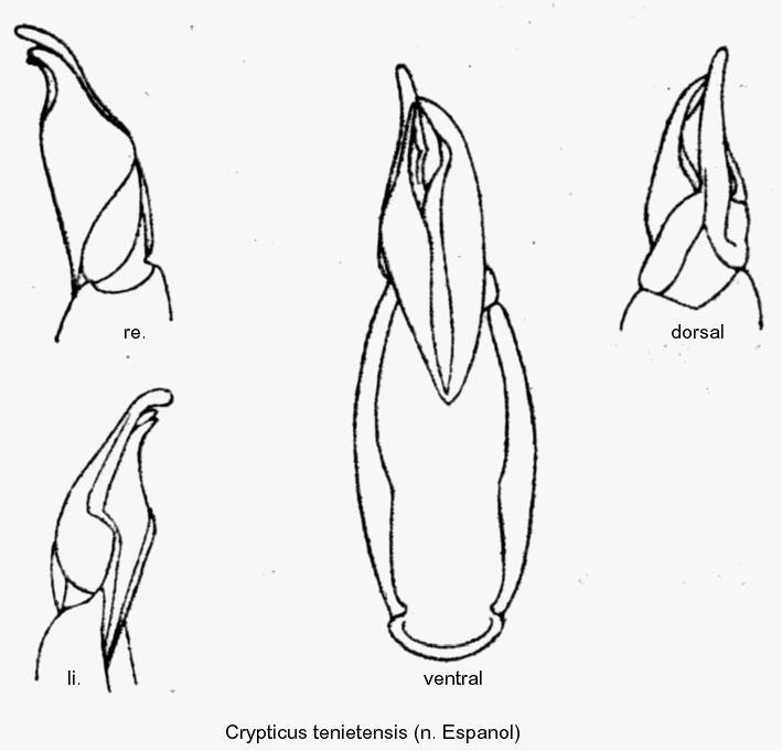 crypticus_tenietensis_aed.gif