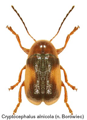 cryptocephalus_alnicola.jpg