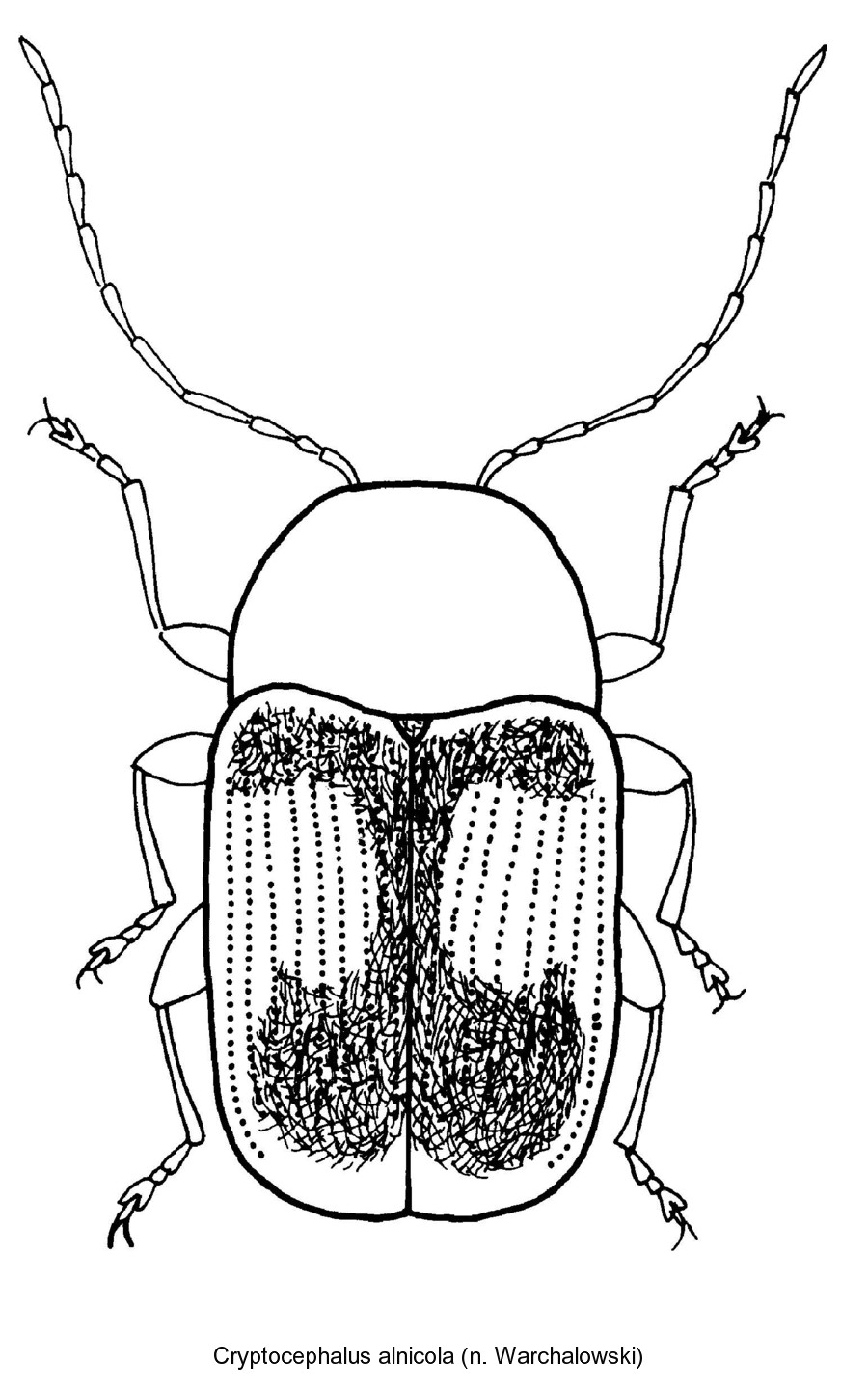 cryptocephalus_alnicola_hab.jpg