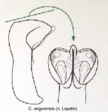 cryptocephalus_angorensis_aed.jpg