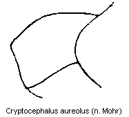 cryptocephalus_aureolus_sa.gif