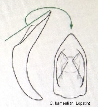 cryptocephalus_bameuli_aed.jpg