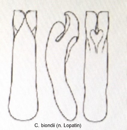 cryptocephalus_biondii_aed.jpg