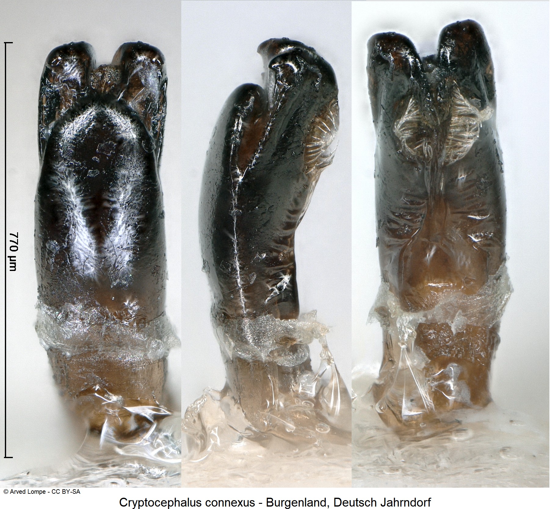 cryptocephalus_connexus_ck11692.jpg
