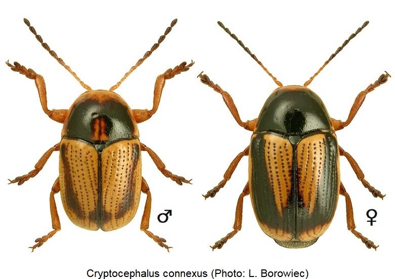 cryptocephalus_connexus_hab.jpg