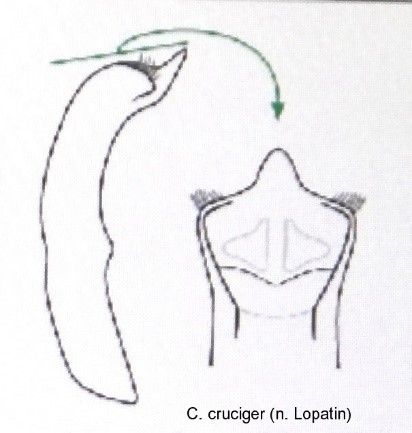 cryptocephalus_cruciger_aed.jpg
