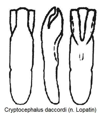 cryptocephalus_daccordii_aed.jpg