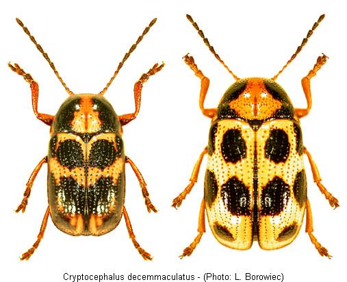 cryptocephalus_decemmaculatus2.jpg