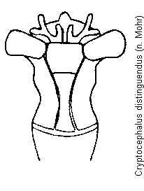 cryptocephalus_distinguendus.gif
