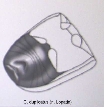 cryptocephalus_duplicatus_abd.jpg