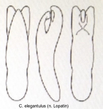 cryptocephalus_elegantulus_aed.jpg