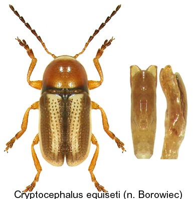 cryptocephalus_equiseti.jpg
