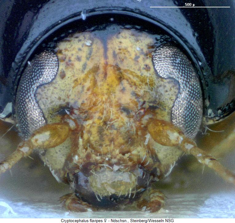 cryptocephalus_flavipes_k.jpg