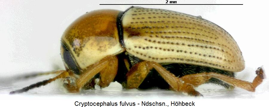 cryptocephalus_fulvus_sa.jpg