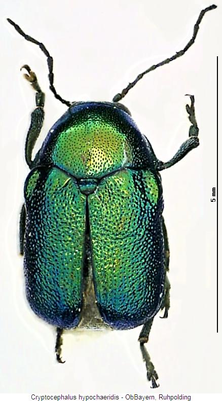 cryptocephalus_hypochaeridis_hab.jpg