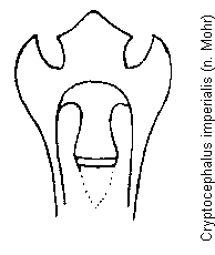 cryptocephalus_imperialis.gif