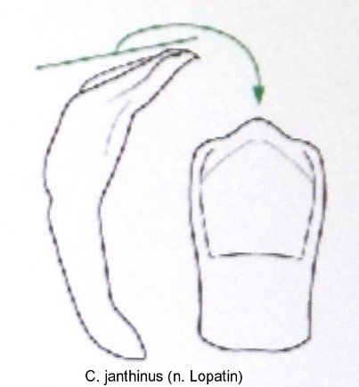 cryptocephalus_janthinus_aed.jpg