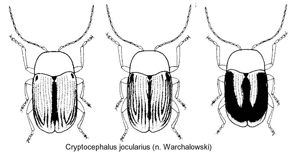 cryptocephalus_jocularius_hab.jpg