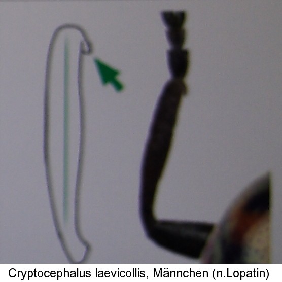 cryptocephalus_laevicollis_vorderschiene.jpg