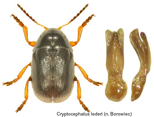 cryptocephalus_lederi.jpg