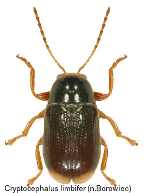 cryptocephalus_limbifer.jpg