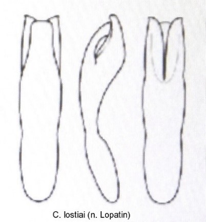 cryptocephalus_lostiai_aed.jpg