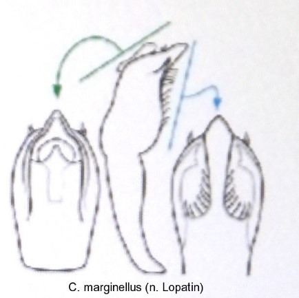 cryptocephalus_marginellus_aed.jpg
