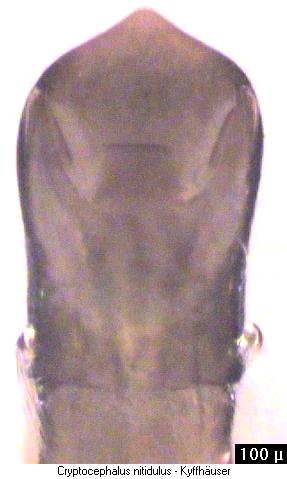 cryptocephalus_nitidulus.jpg