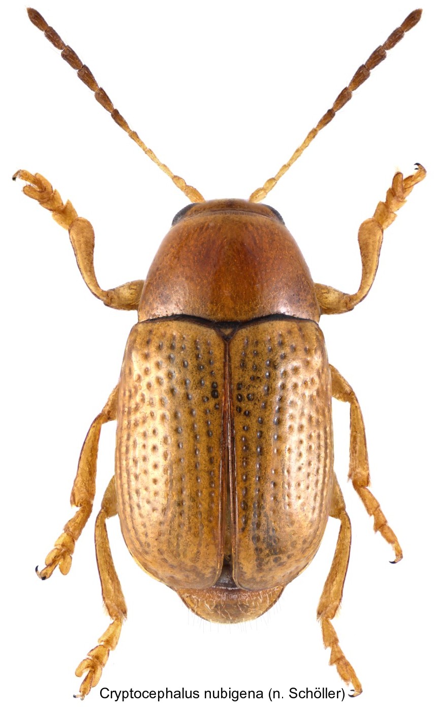 cryptocephalus_nubigena.jpg
